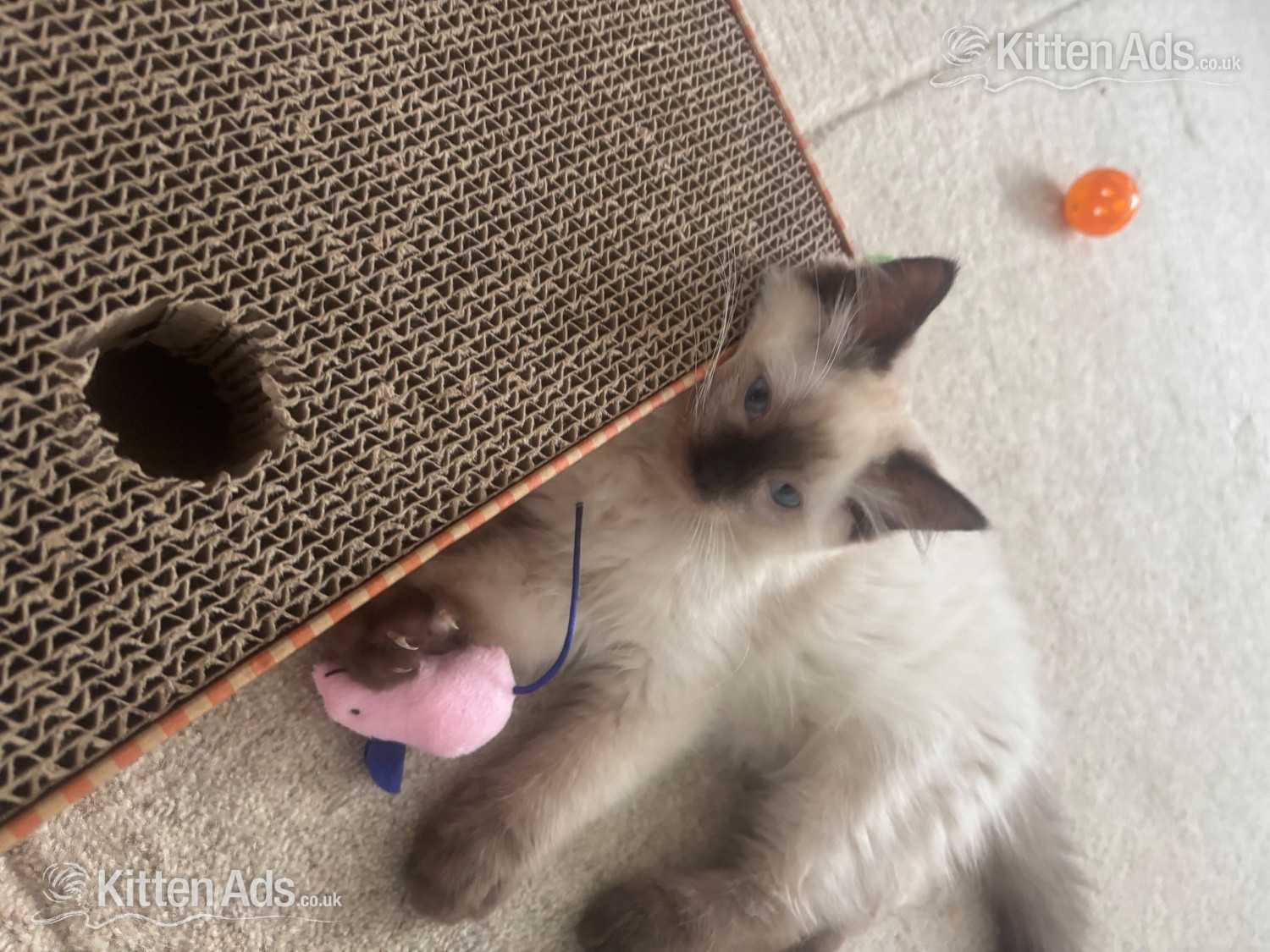  Cats and Kittens
