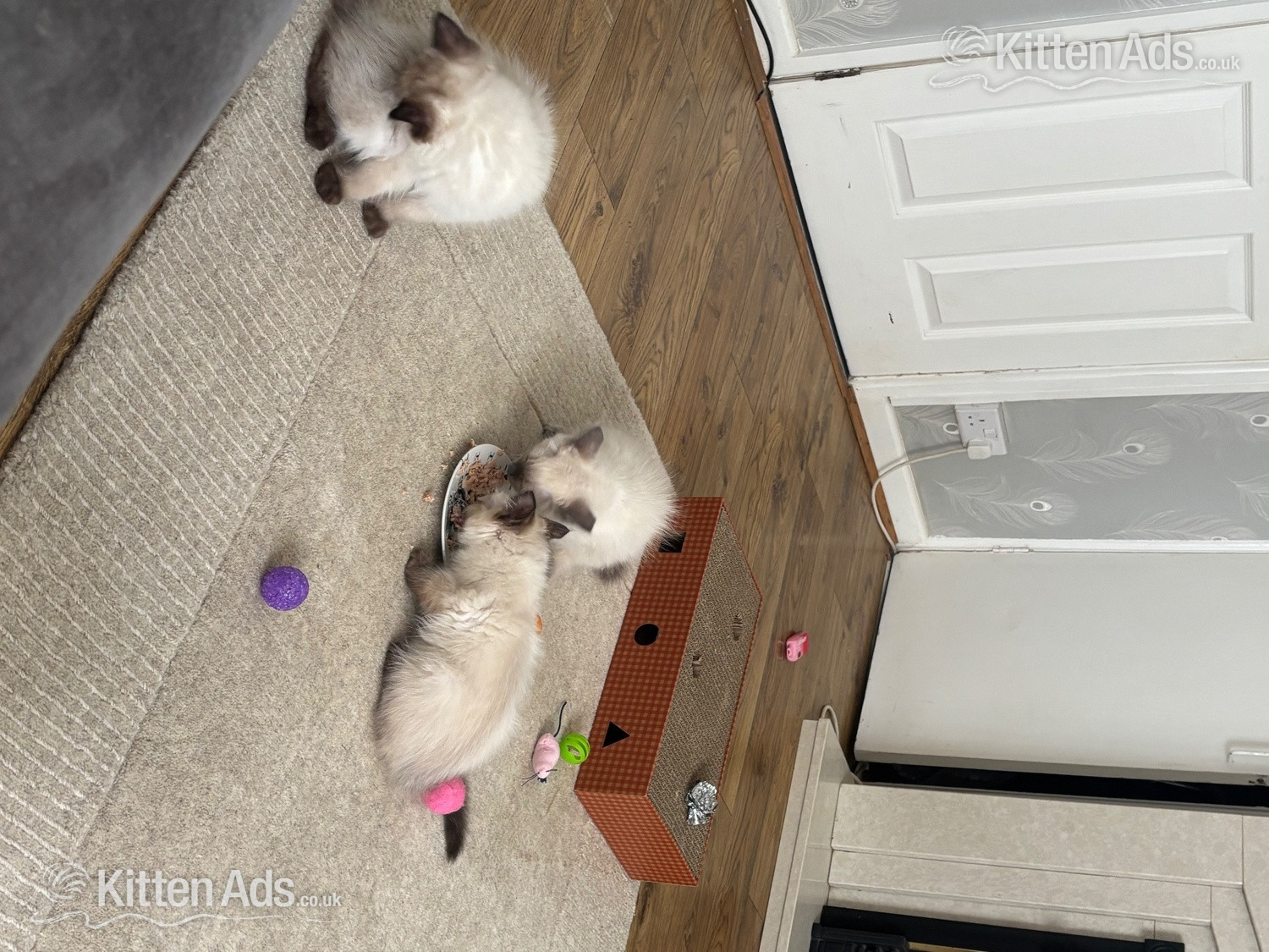  - Purebred Ragdoll Boys! Ready Now! 