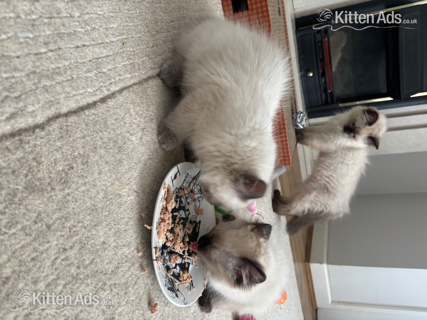 Purebred Ragdoll Boys! Ready Now!  - 