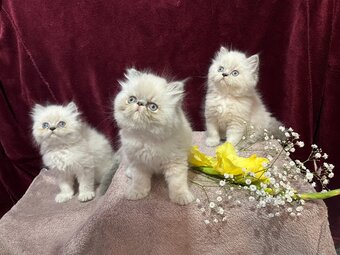 READY NOW. 3 STUNNING COLOURPOINT PERSIAN BOYS