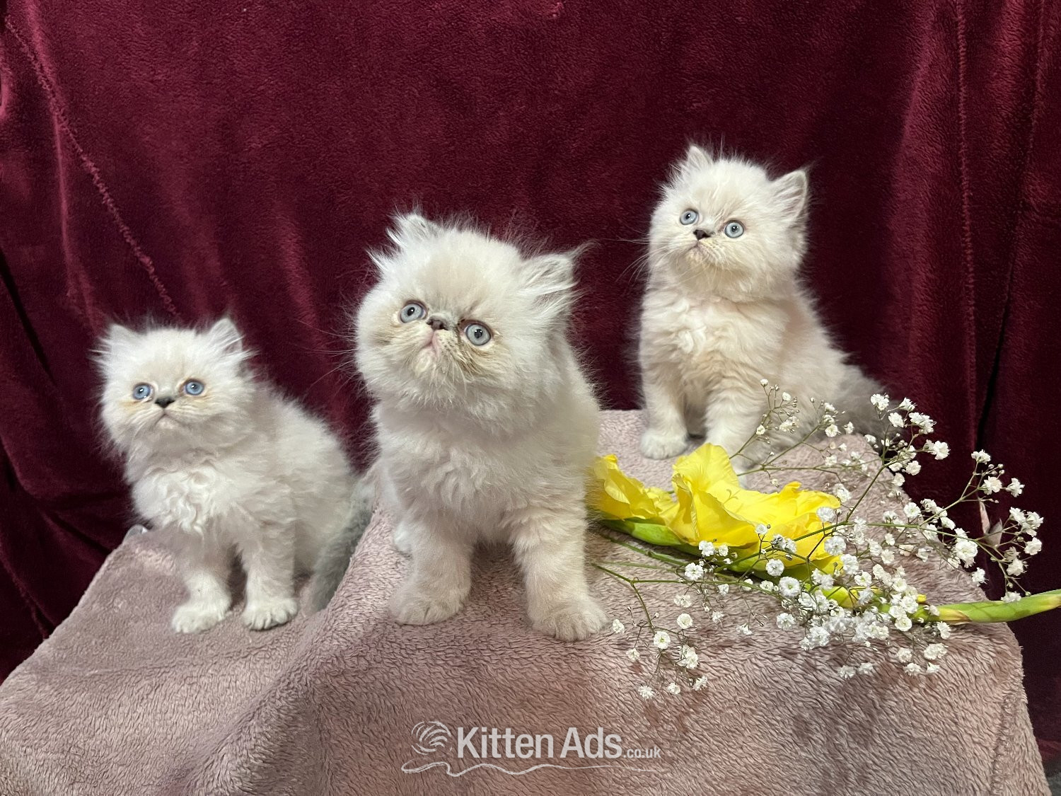 READY NOW. 3 STUNNING COLOURPOINT PERSIAN BOYS in {LOCATION}