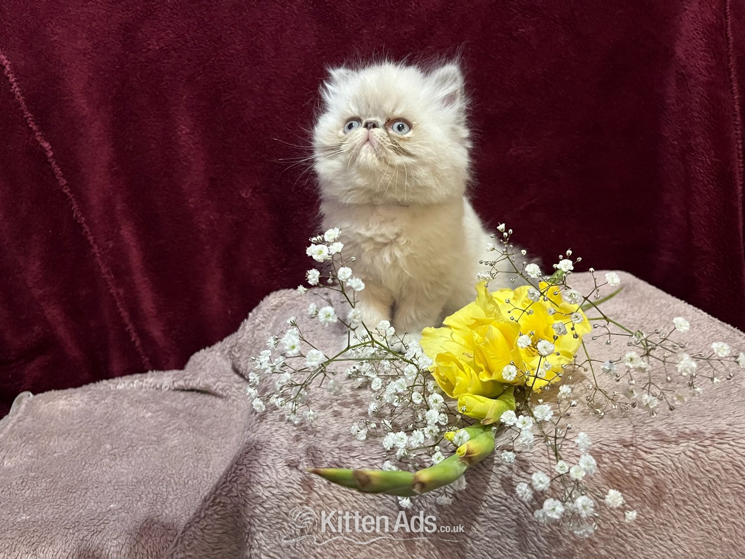 Persian