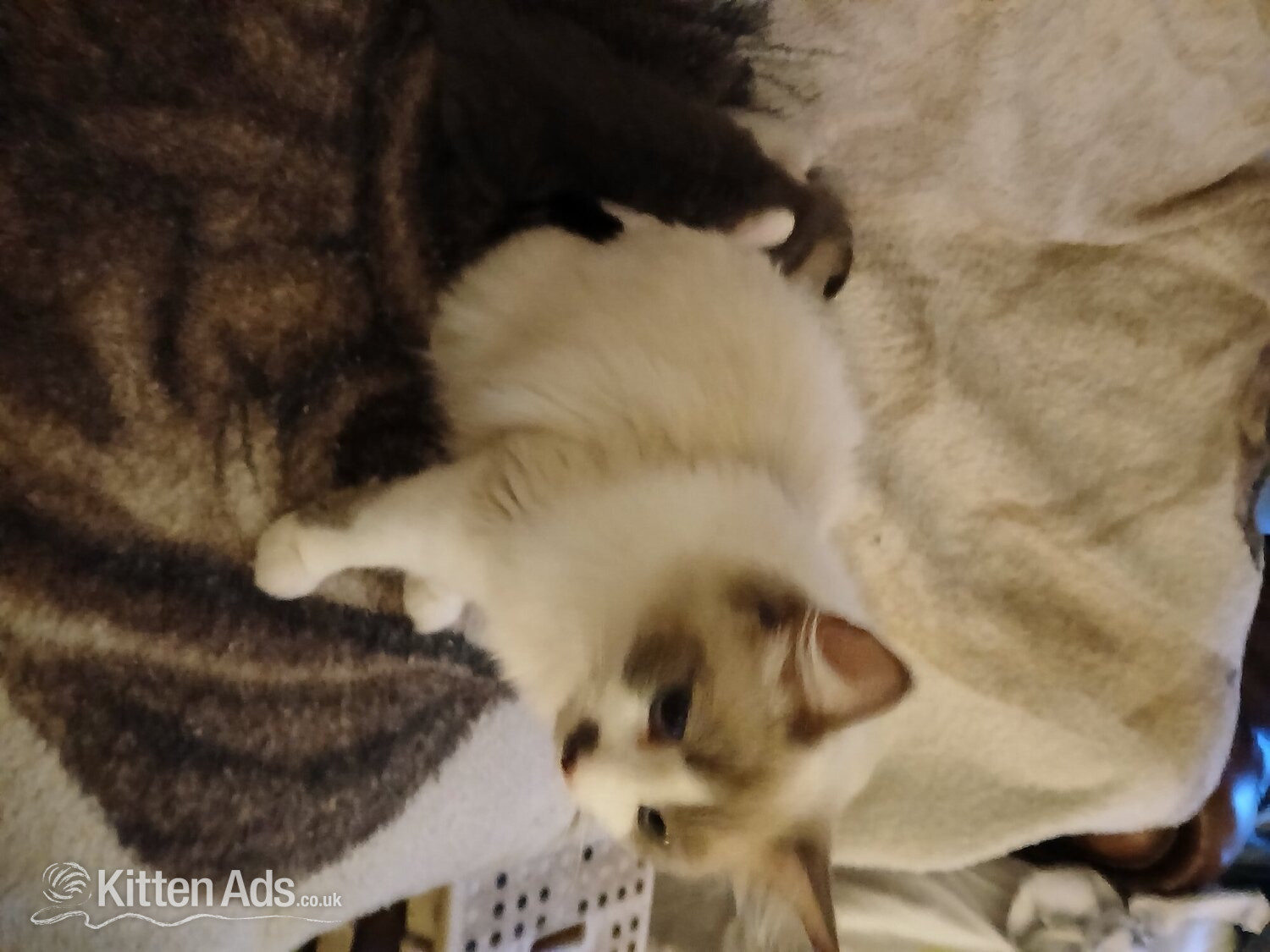 Beautiful 3 kittens 2 boys 1 Girl in {LOCATION}
