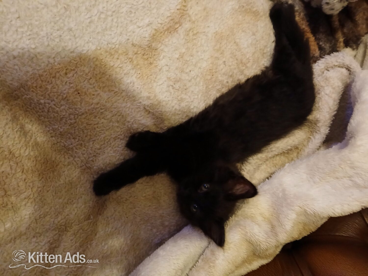 Ragdoll - Beautiful 3 kittens 2 boys 1 Girl
