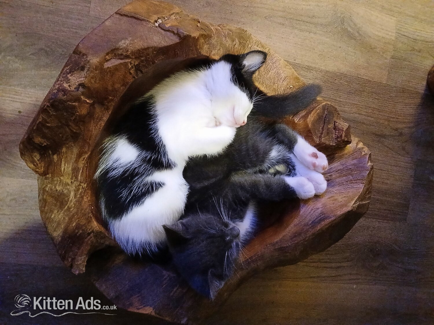 Beautiful 3 kittens 2 boys 1 Girl - Ragdoll
