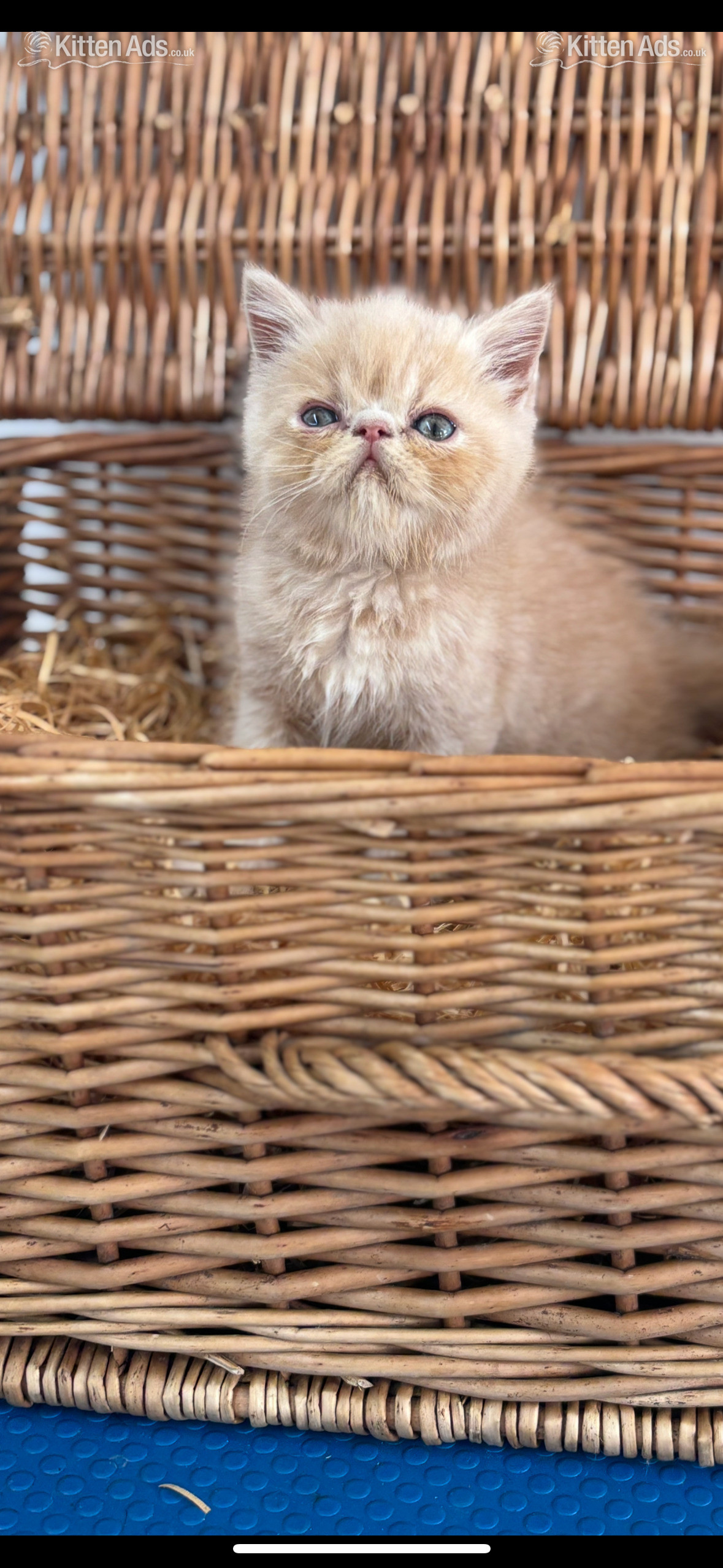  Cats and Kittens