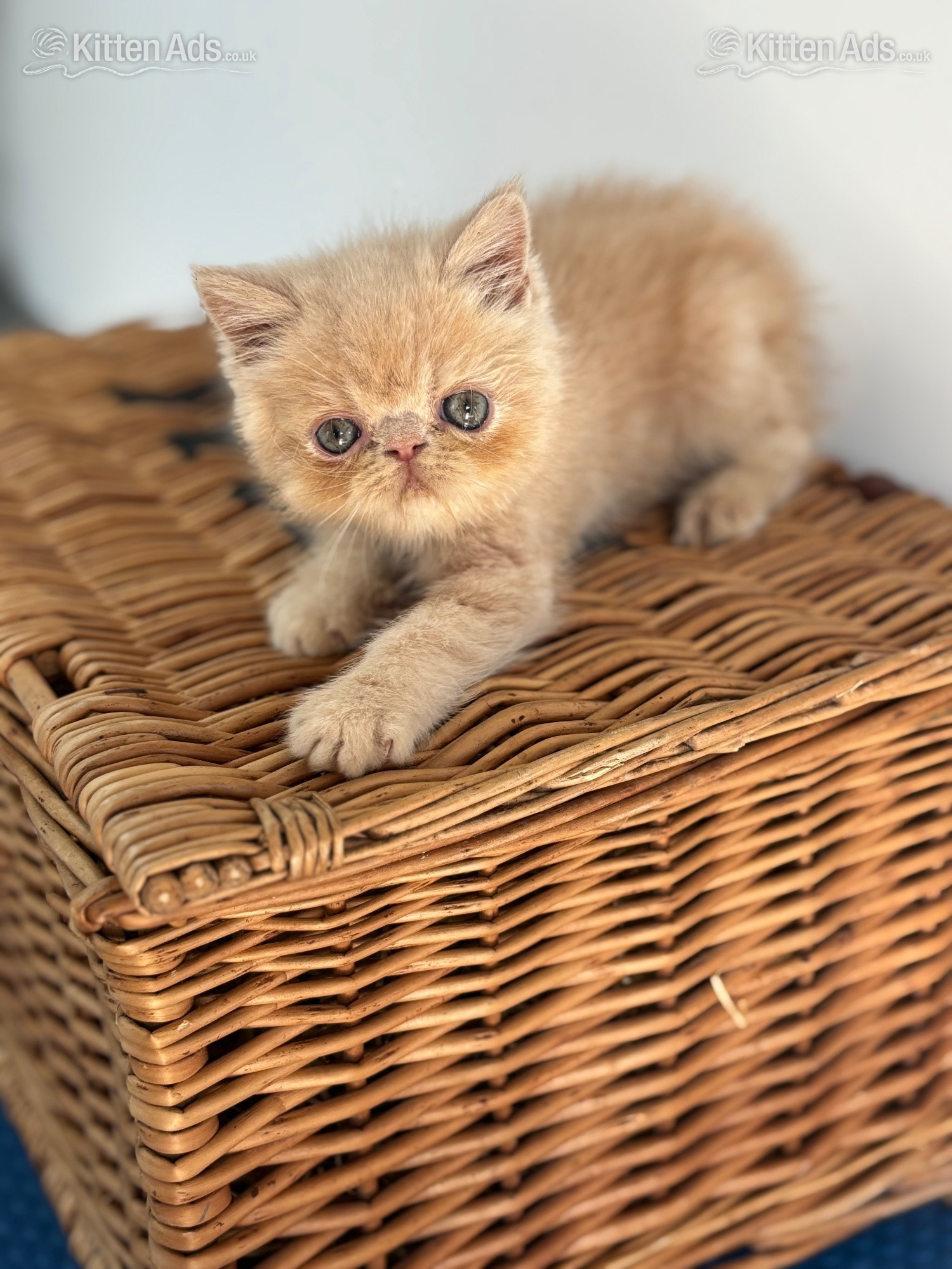 high quality exotic kittens  - 