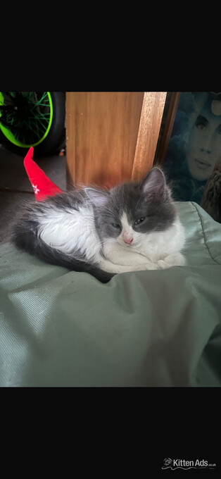 Cats for sale