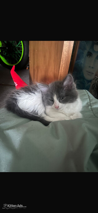 Cats for rehoming