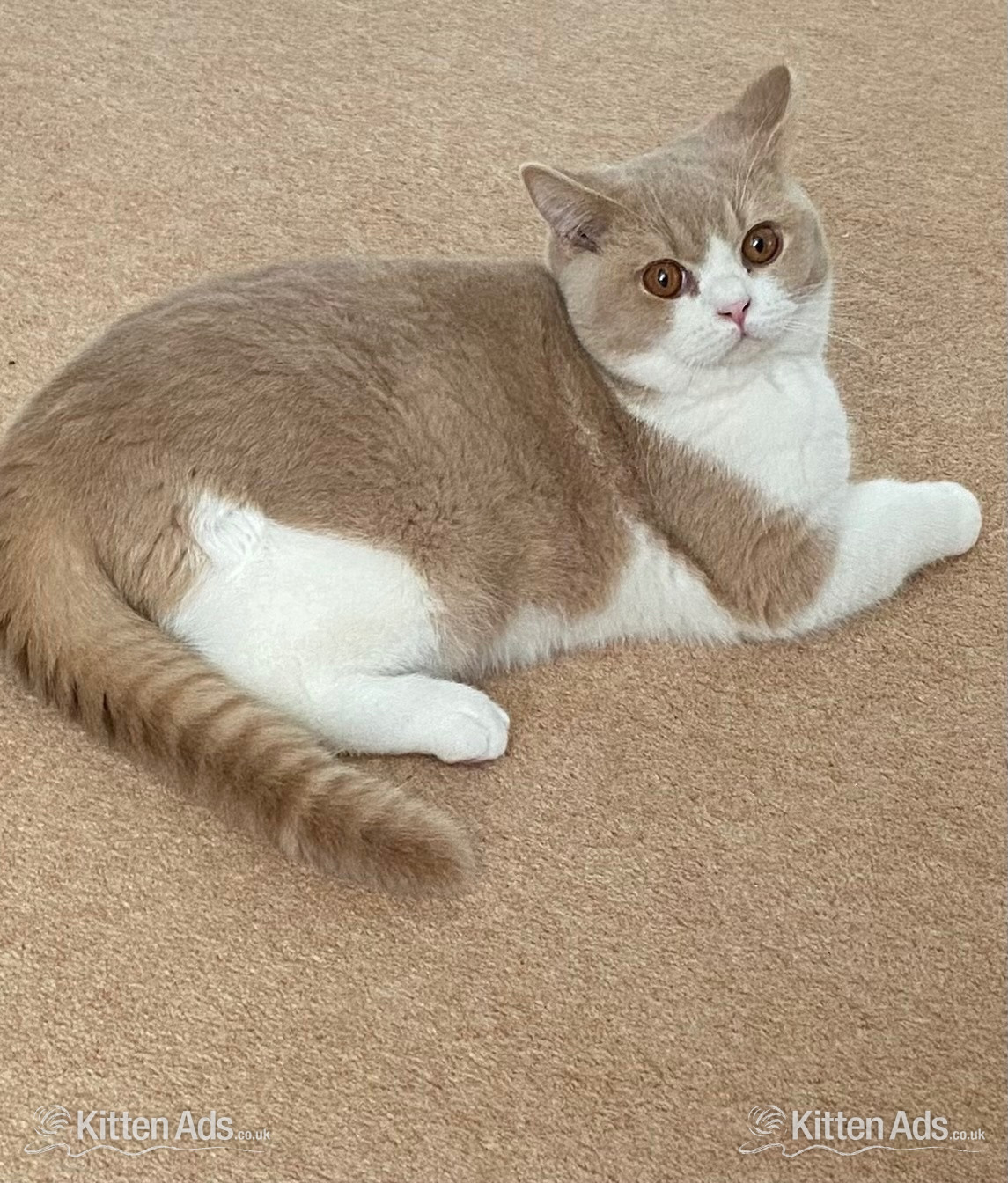 British Shorthaired Kittens available  in {LOCATION}
