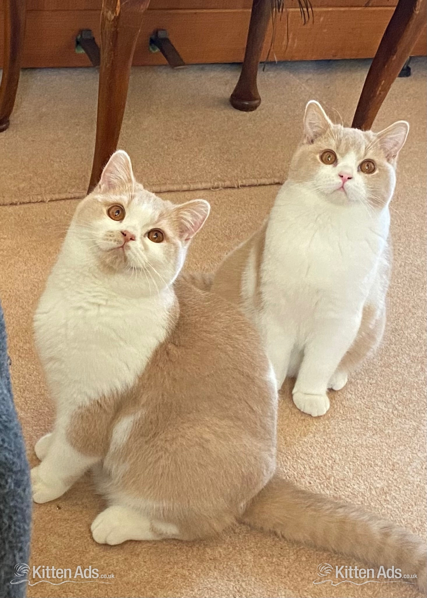  Cats and Kittens