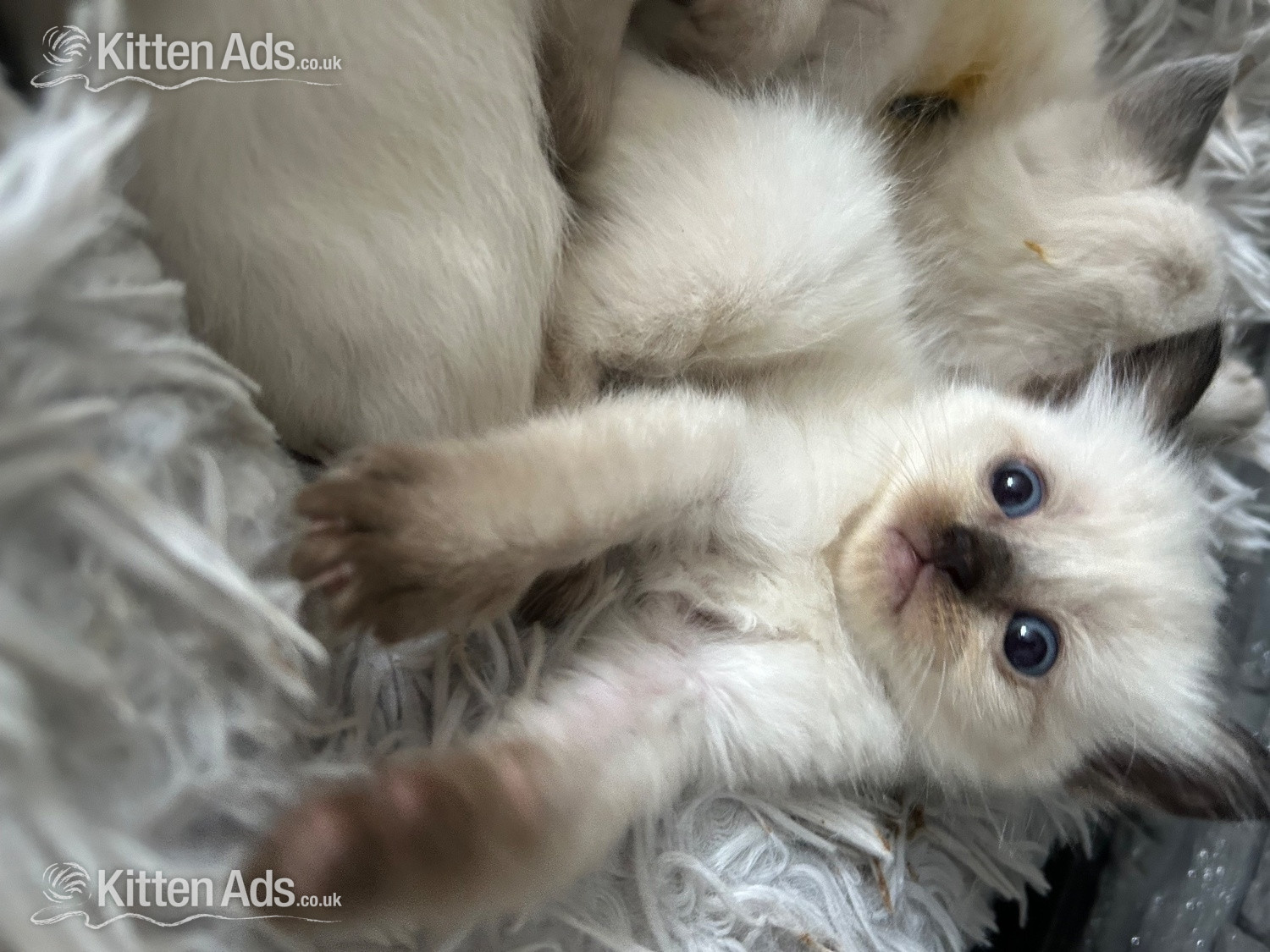  Cats and Kittens