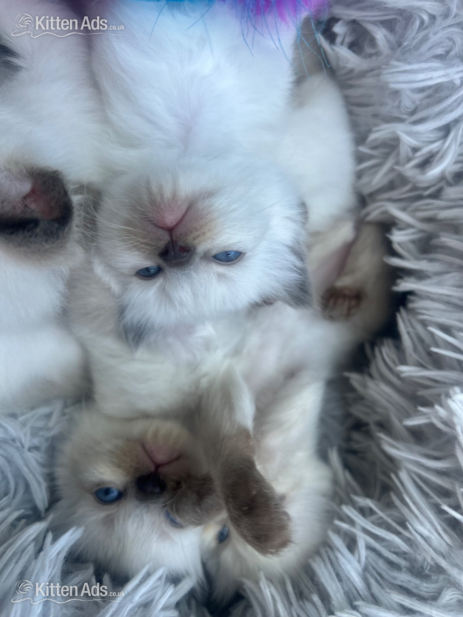  - Little Ragdoll girl 