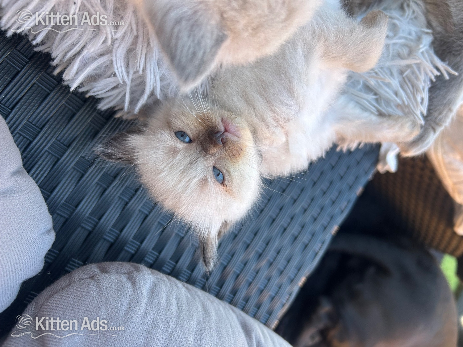 Little Ragdoll girl  - 