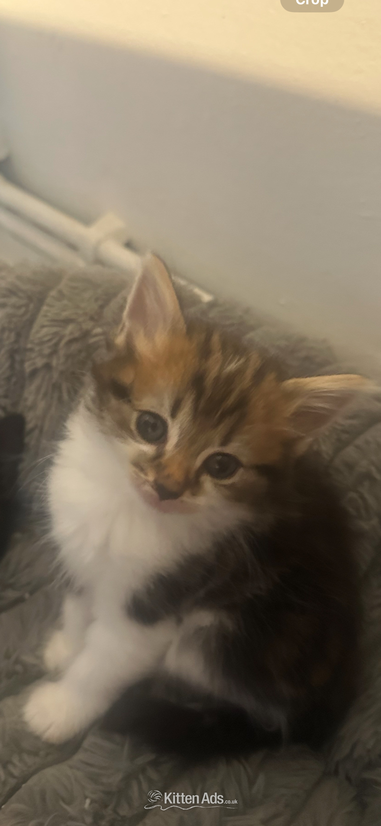 British blue cross maincoon  in {LOCATION}