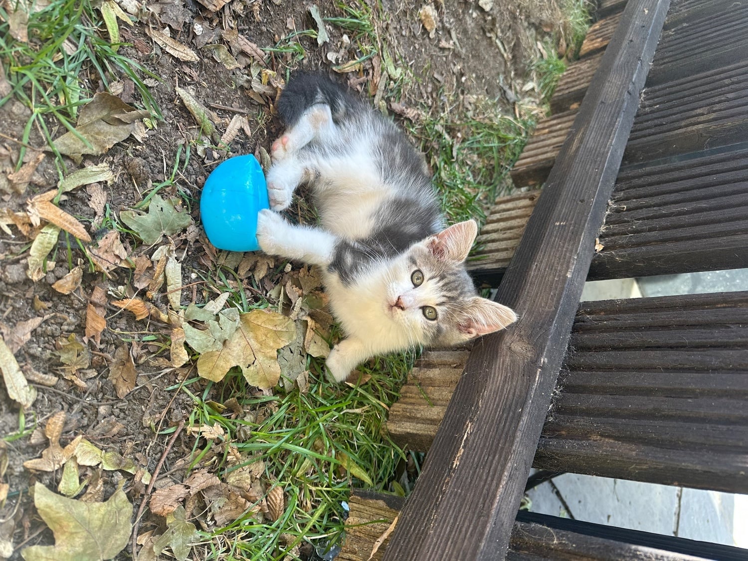 Maine Coon