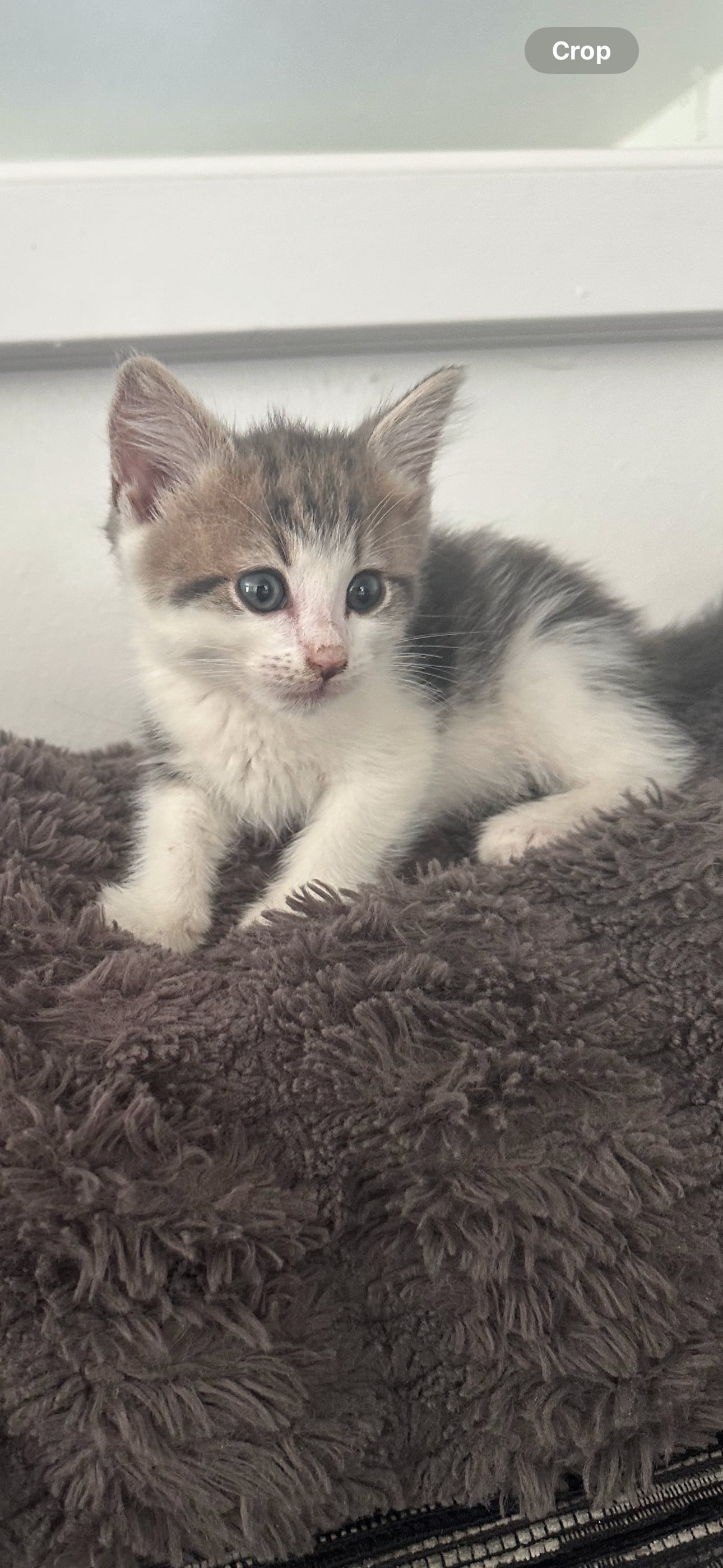 Maine Coon Cats and Kittens