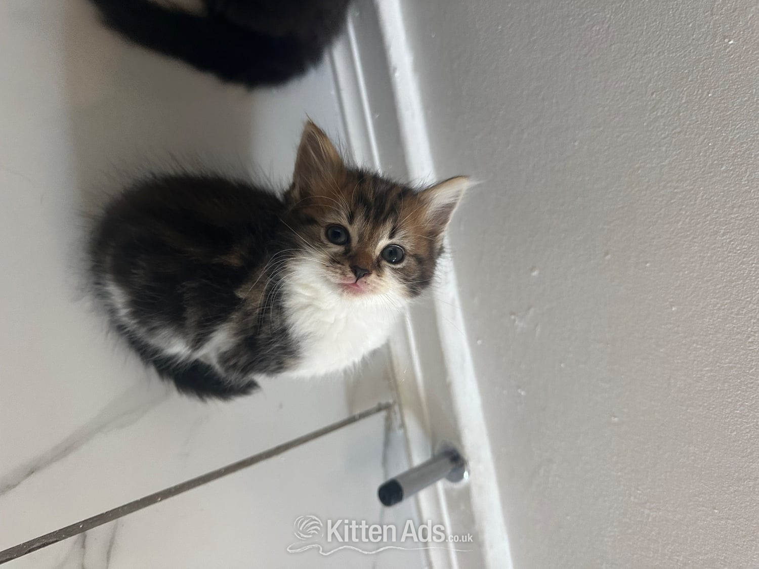 Maine Coon Cats and Kittens