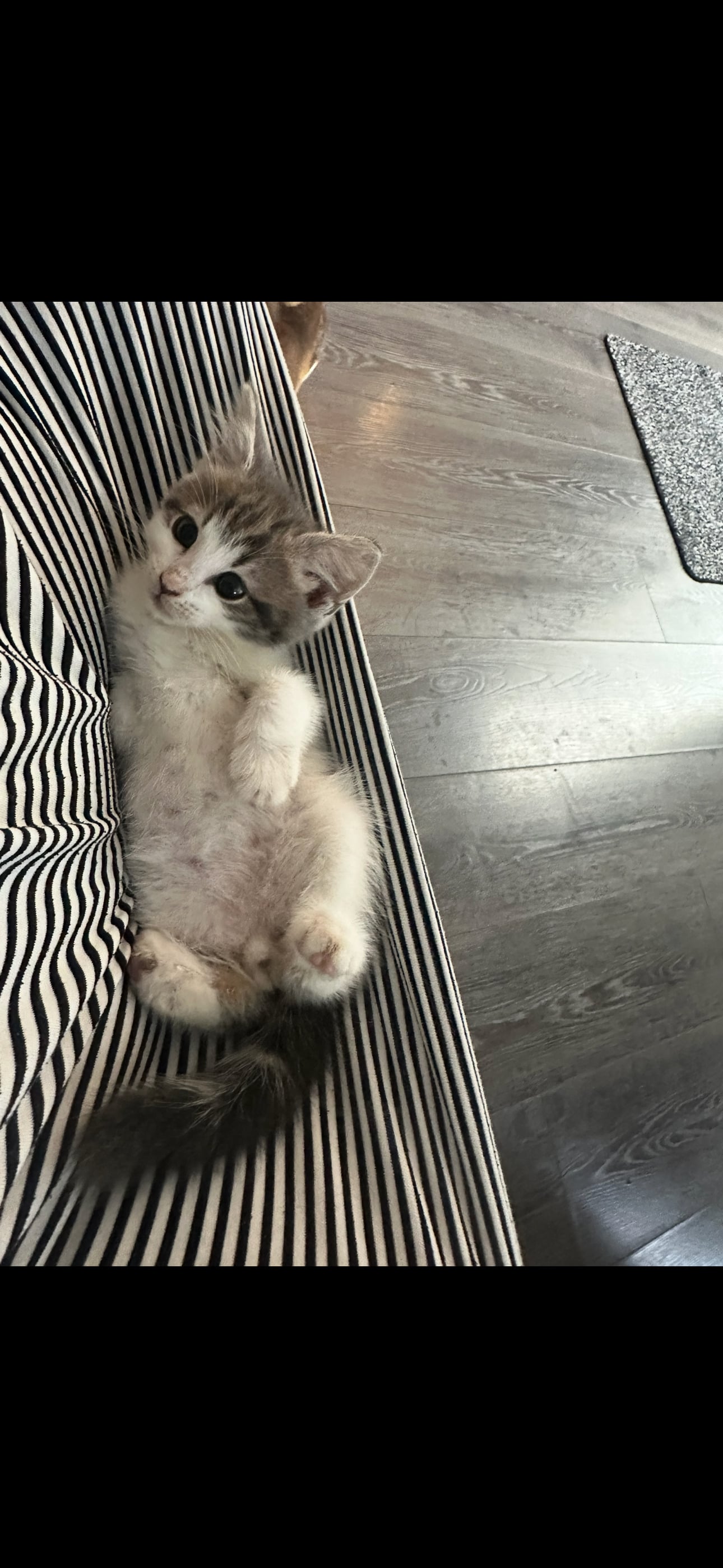 Maine Coon - British blue cross maincoon 