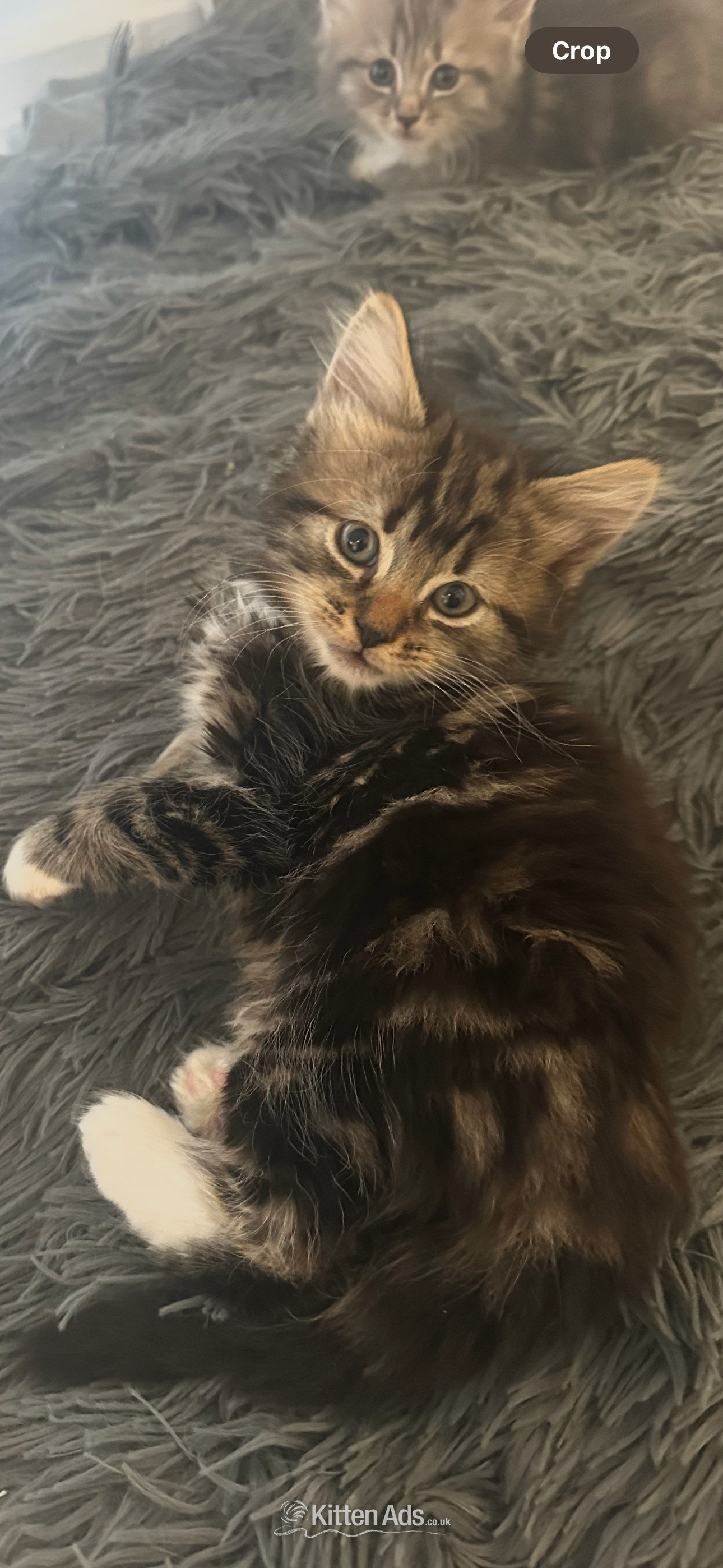 Maine Coon - British blue cross maincoon 