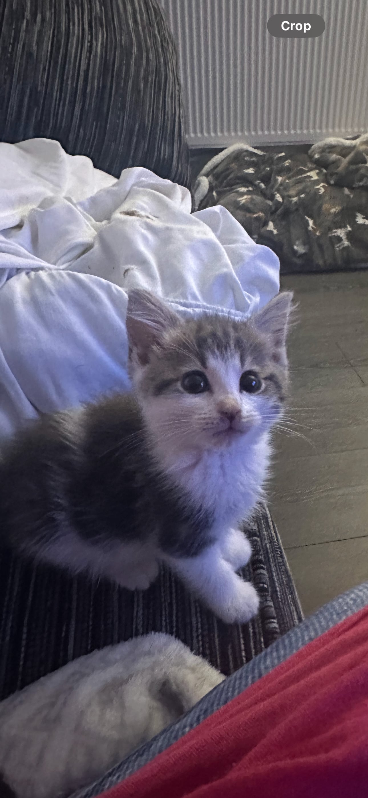 British blue cross maincoon  - Maine Coon