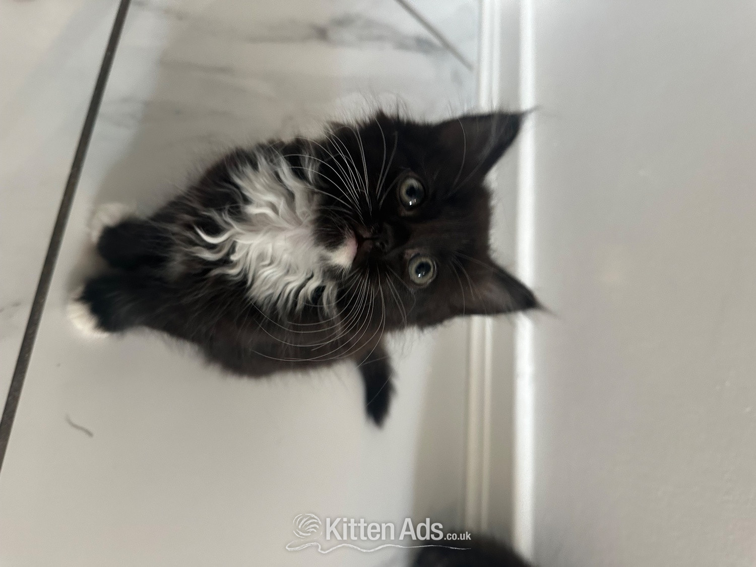 British blue cross maincoon  - Maine Coon