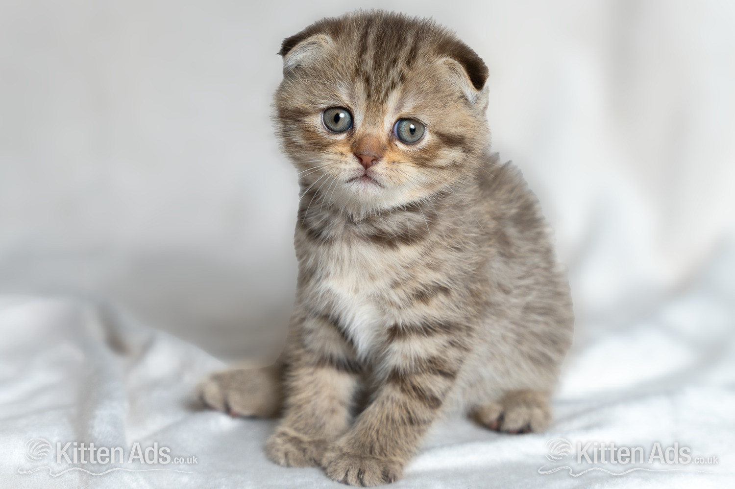 Scottish Fold Kitten Ready Now!  £500 in {LOCATION}
