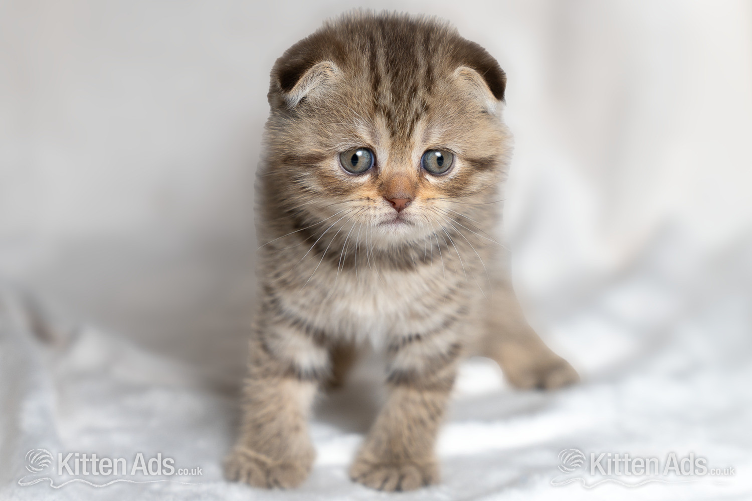  Cats and Kittens