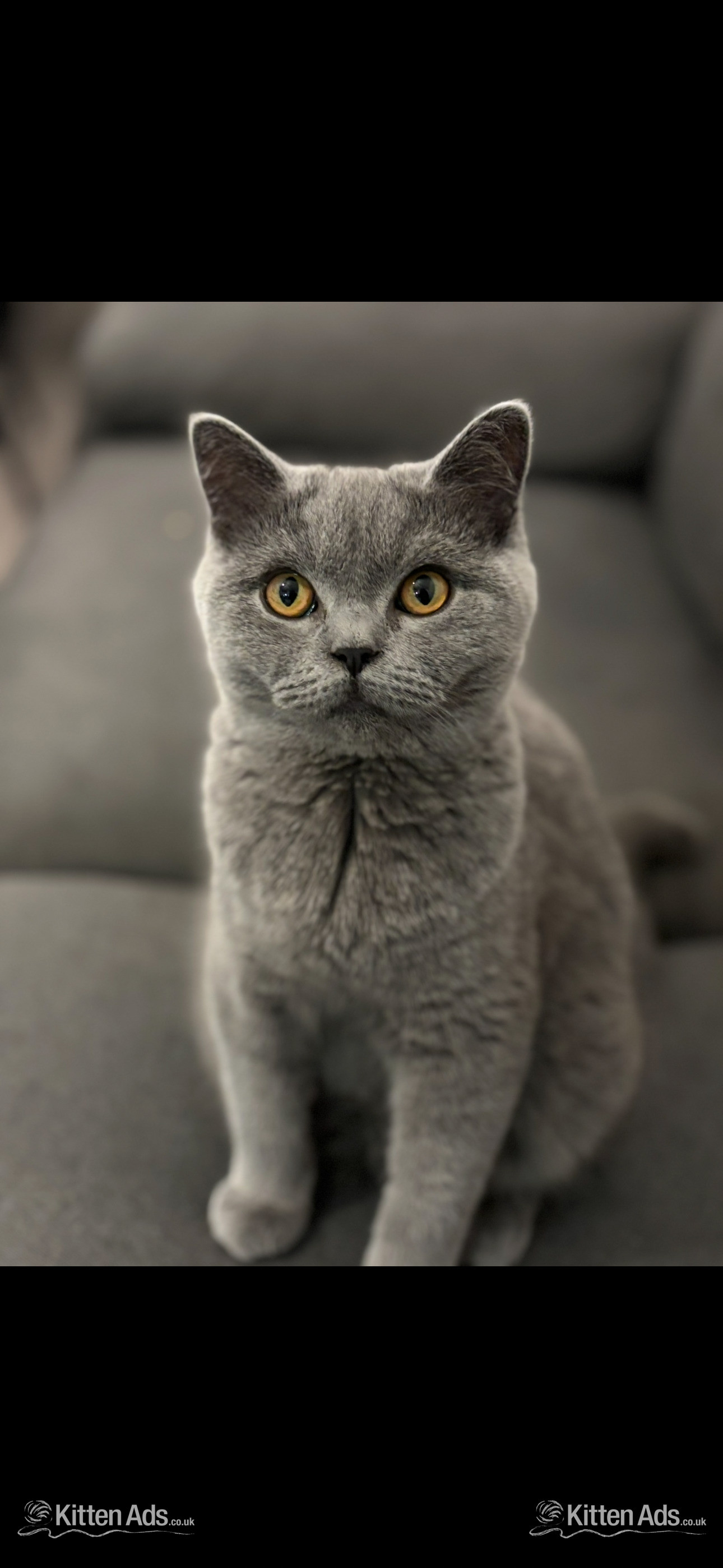 Scottish Fold Kitten Ready Now!  £500 - 