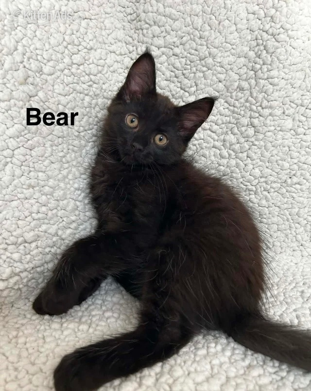 Maine Coon kittens in {LOCATION}