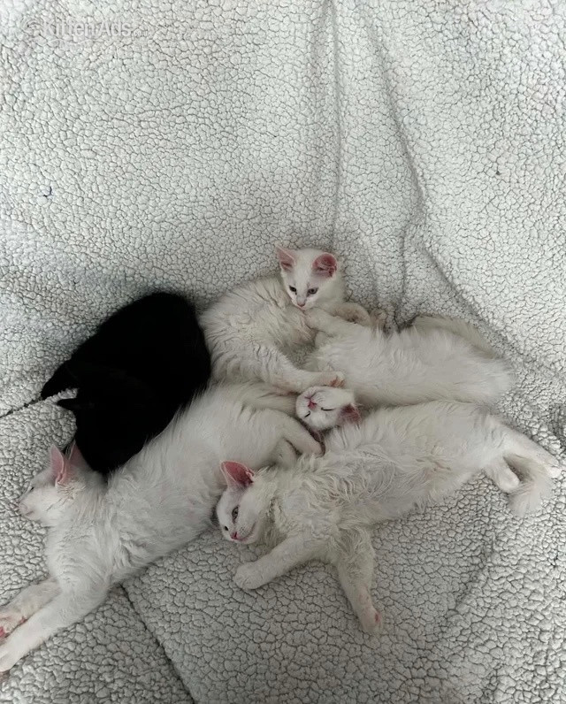Maine Coon