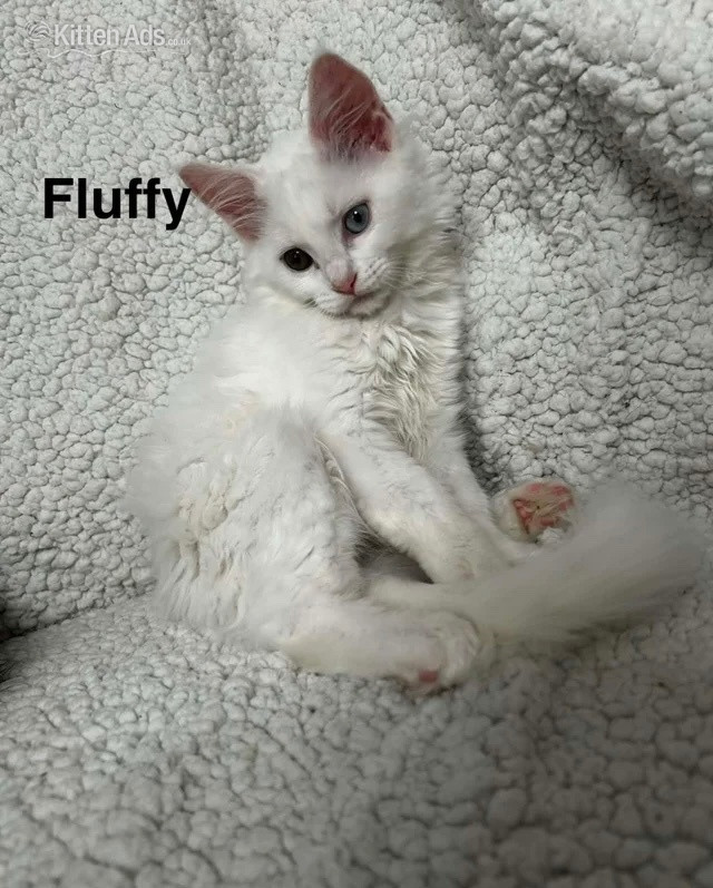 Maine Coon Cats and Kittens