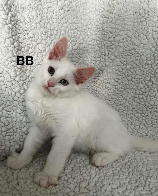 Maine Coon - Maine Coon kittens