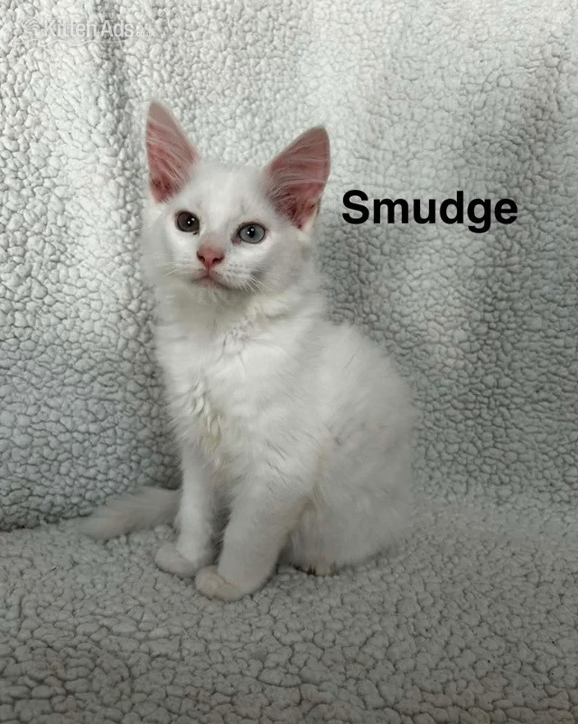 Maine Coon kittens - Maine Coon