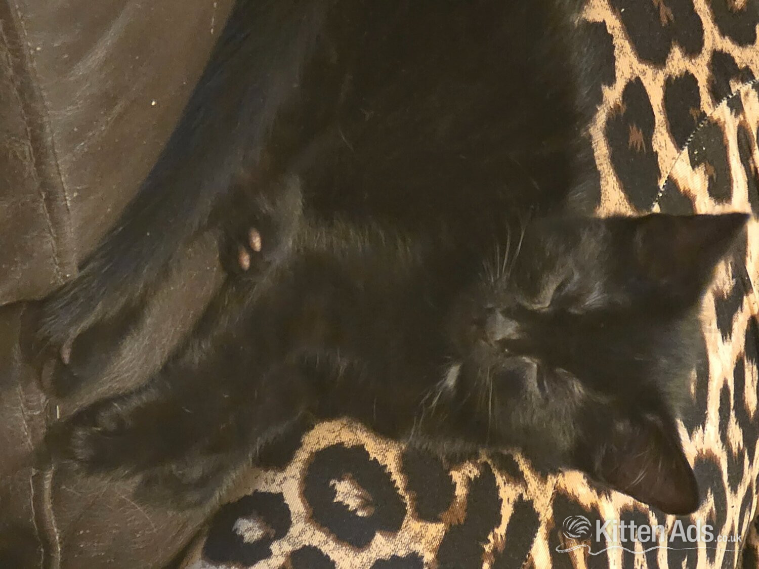 9 week old kitten in {LOCATION}