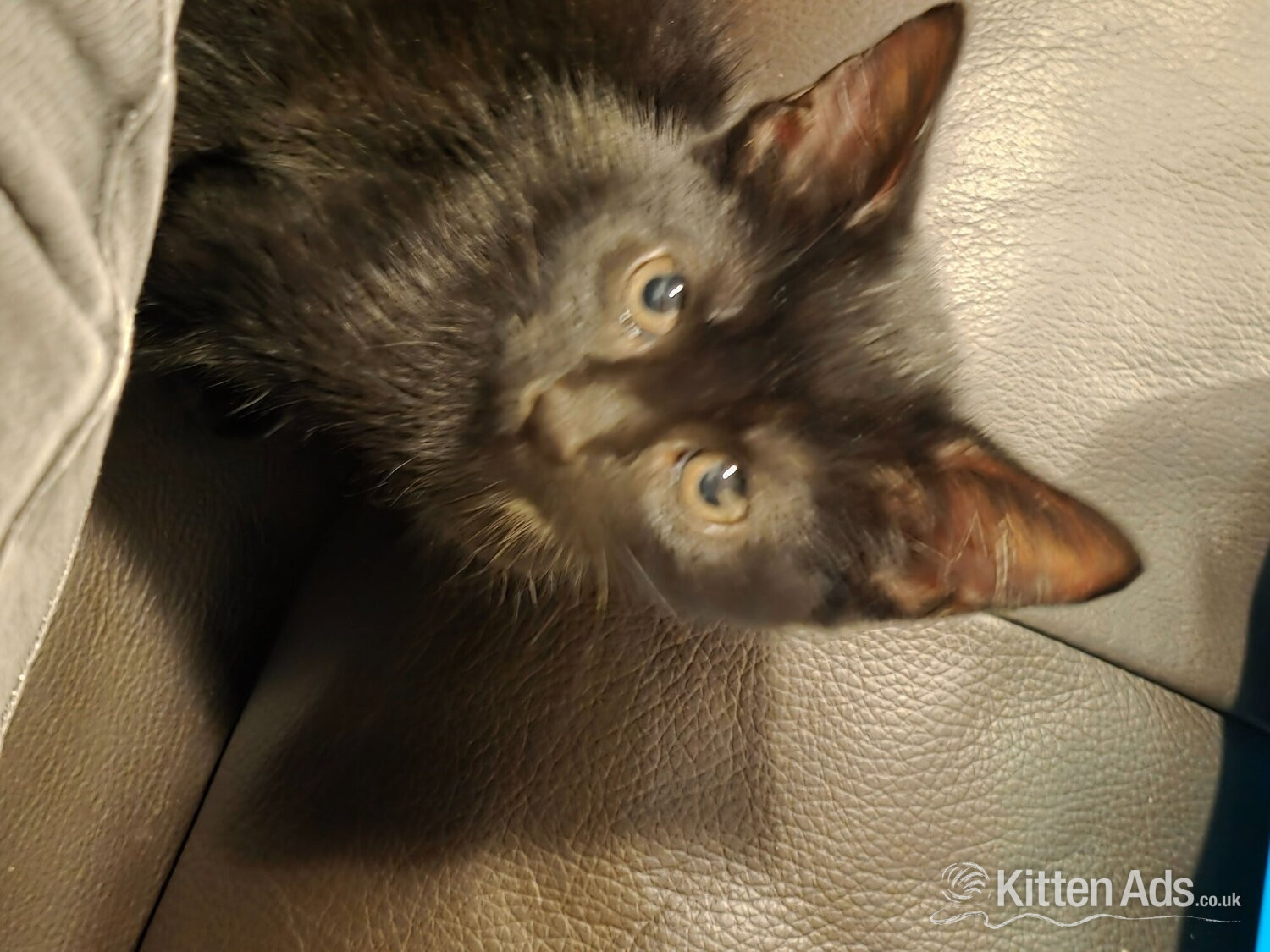  Cats and Kittens
