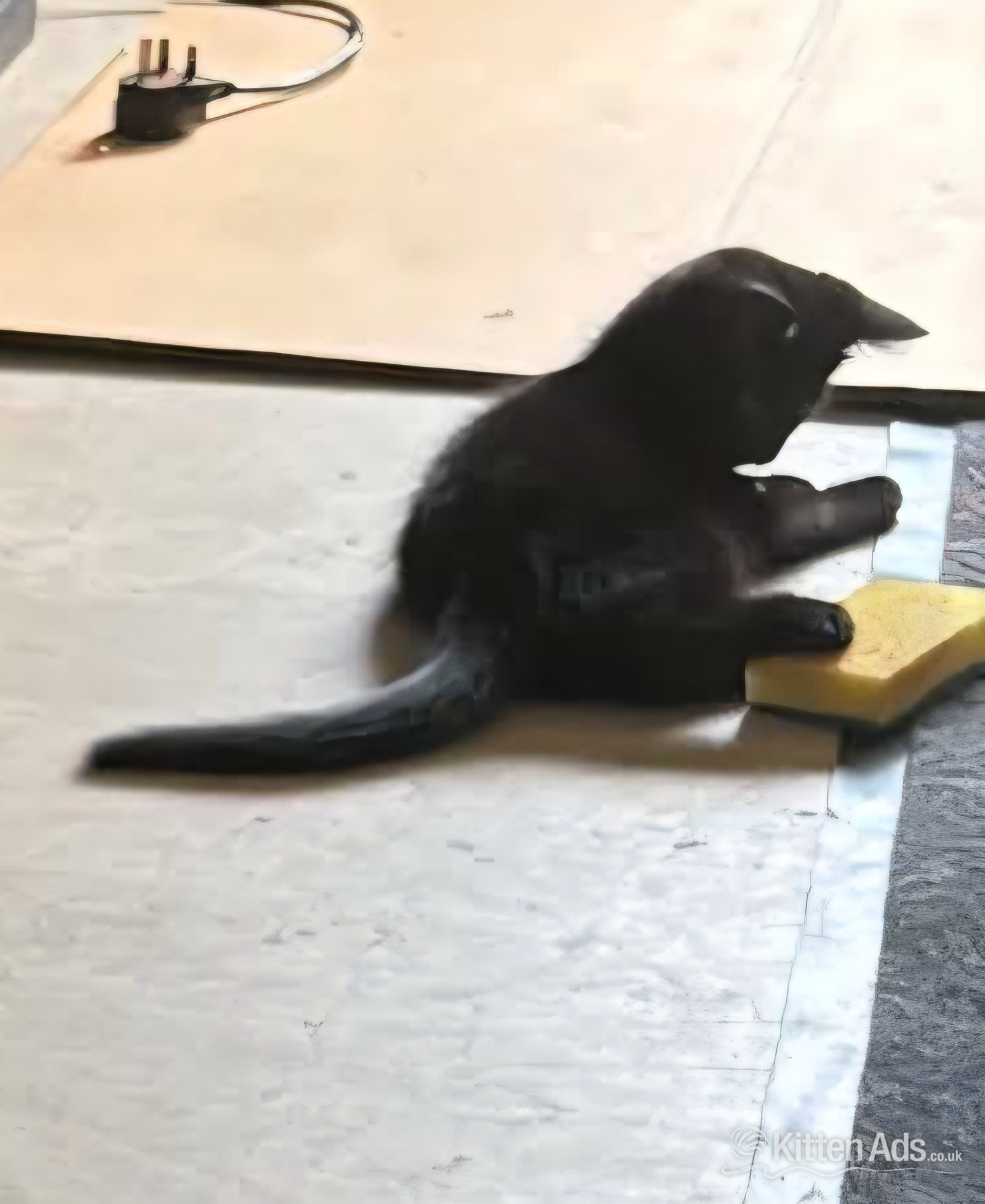  - 9 week old kitten