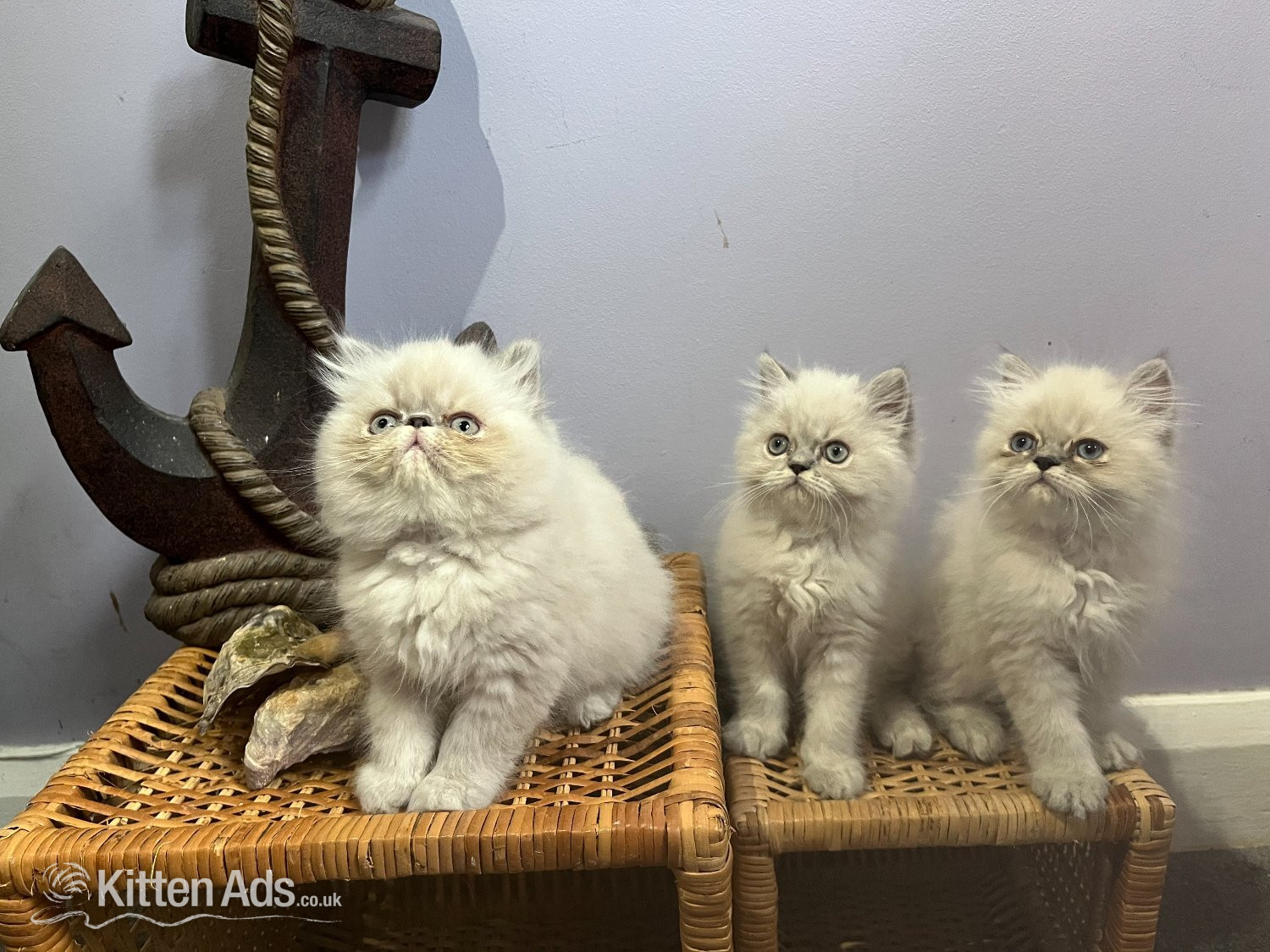 Ready Now. 3 little Persian Pirates ready to set sail in {LOCATION}