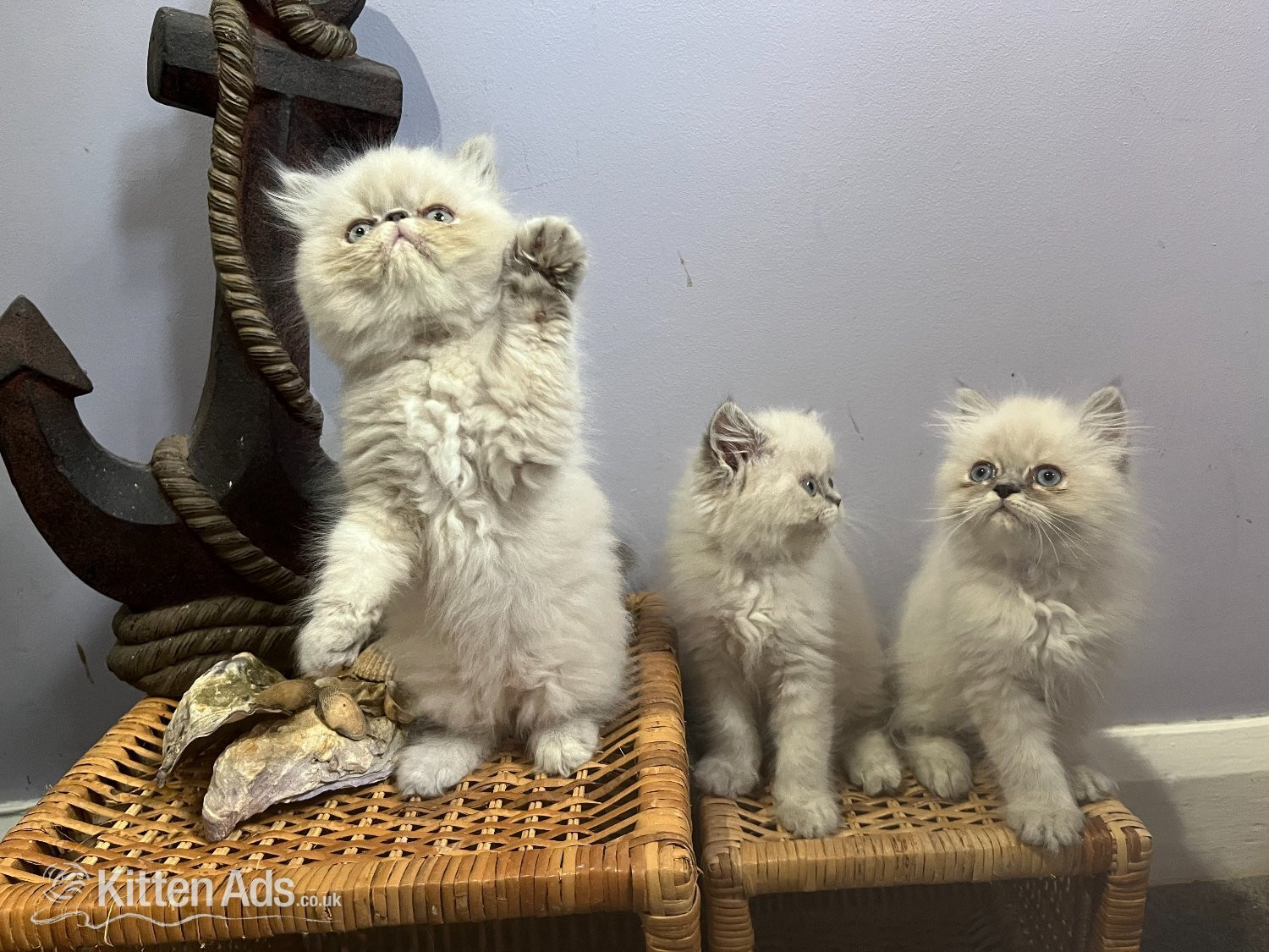 Persian