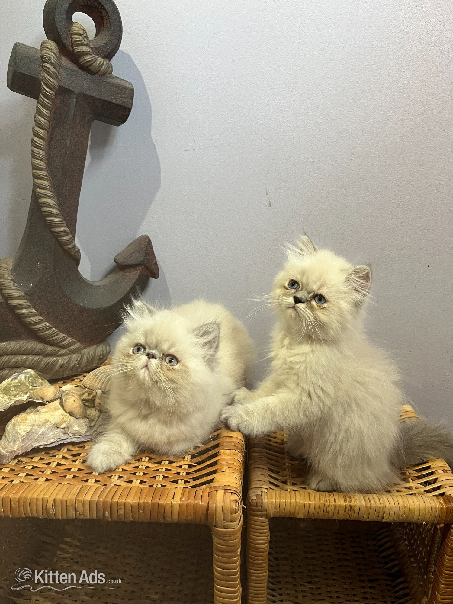 Persian - Ready Now. 3 little Persian Pirates ready to set sail