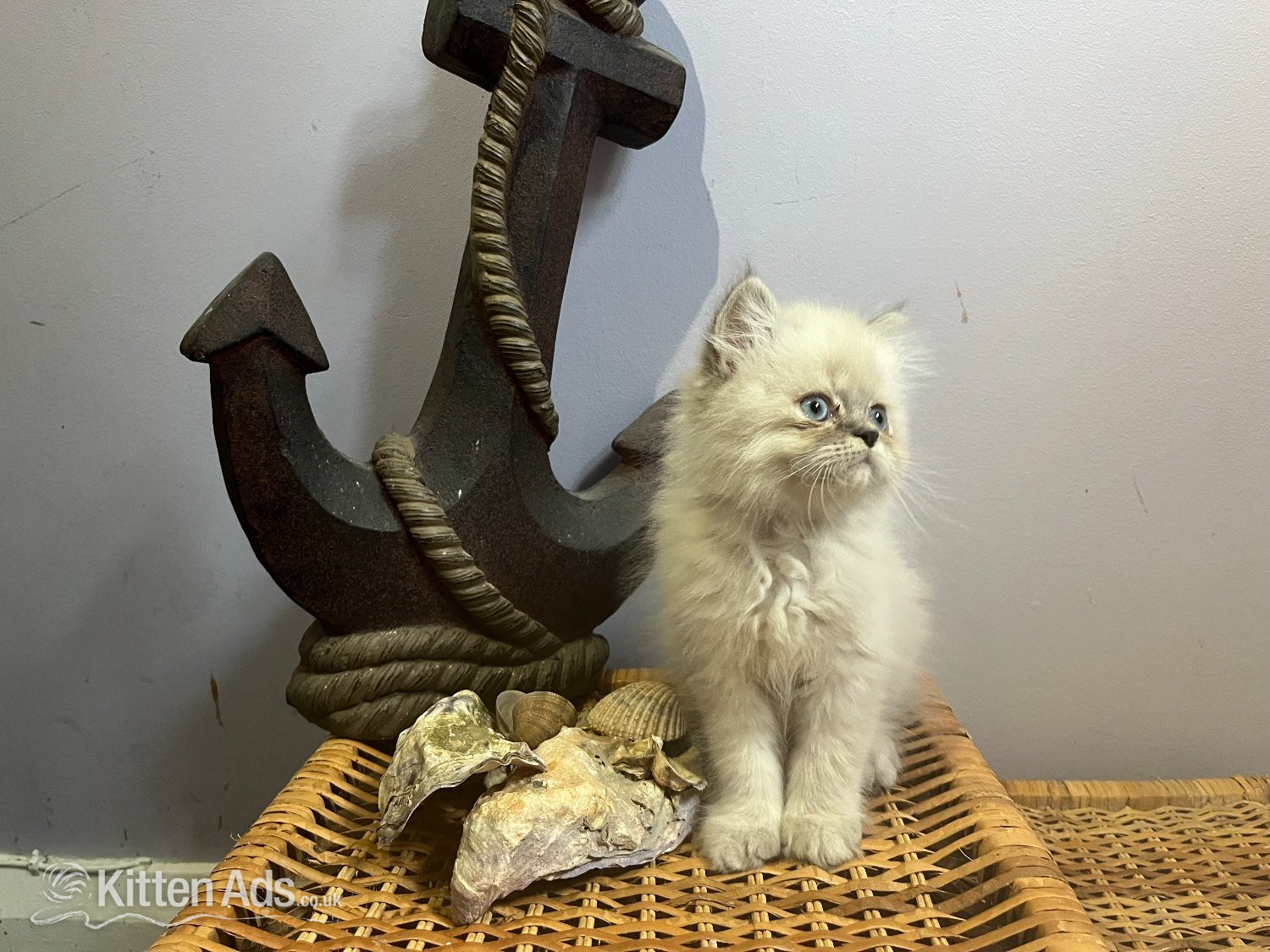 Ready Now. 3 little Persian Pirates ready to set sail - Persian