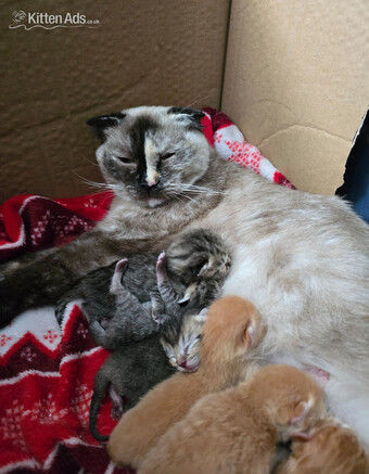 Scottish fold/straight kittens