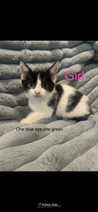 6 beautiful kittens looking for their forever home 