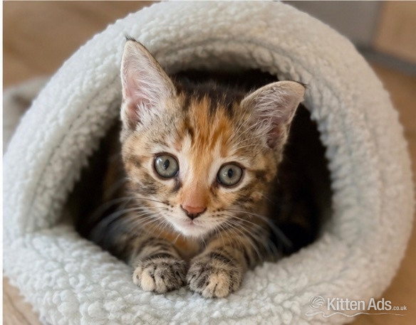  Cats and Kittens