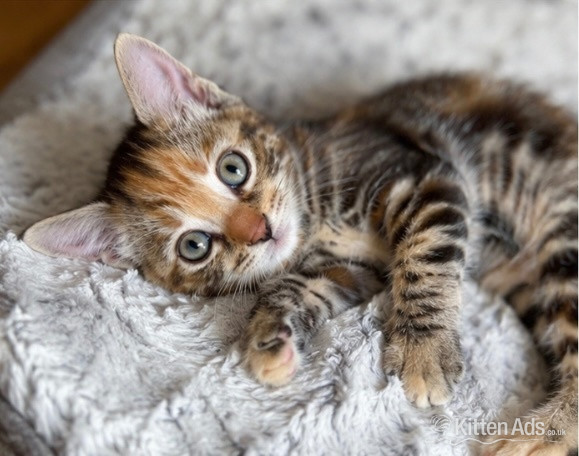  - Two gorgeous little kittens looking for forever homes