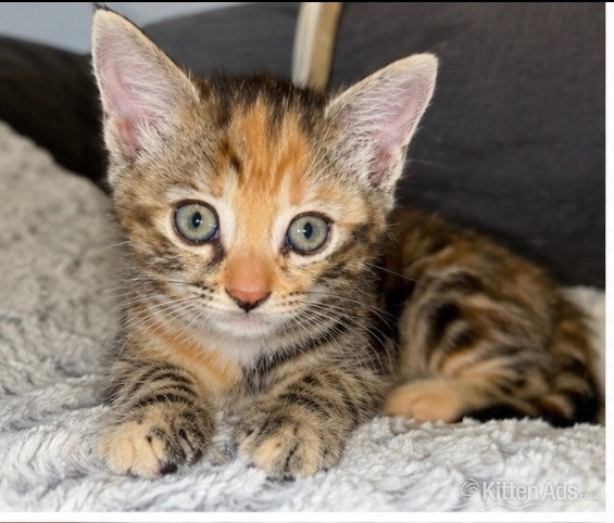 Two gorgeous little kittens looking for forever homes - 