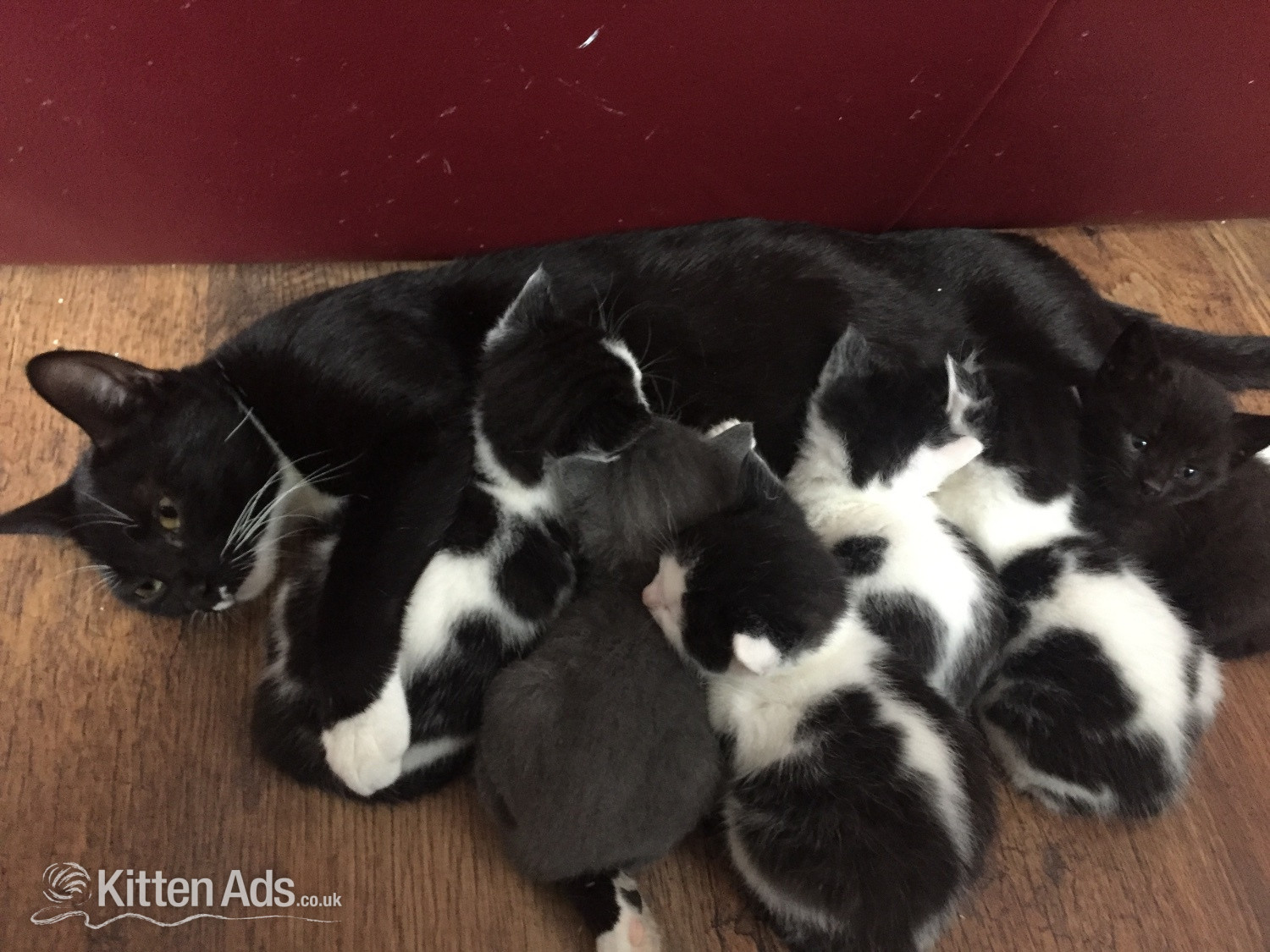 Kittens for free 1 boy and 1 girl must go together in {LOCATION}