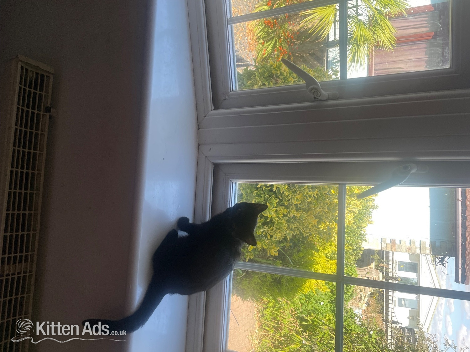 British Shorthair Cats and Kittens