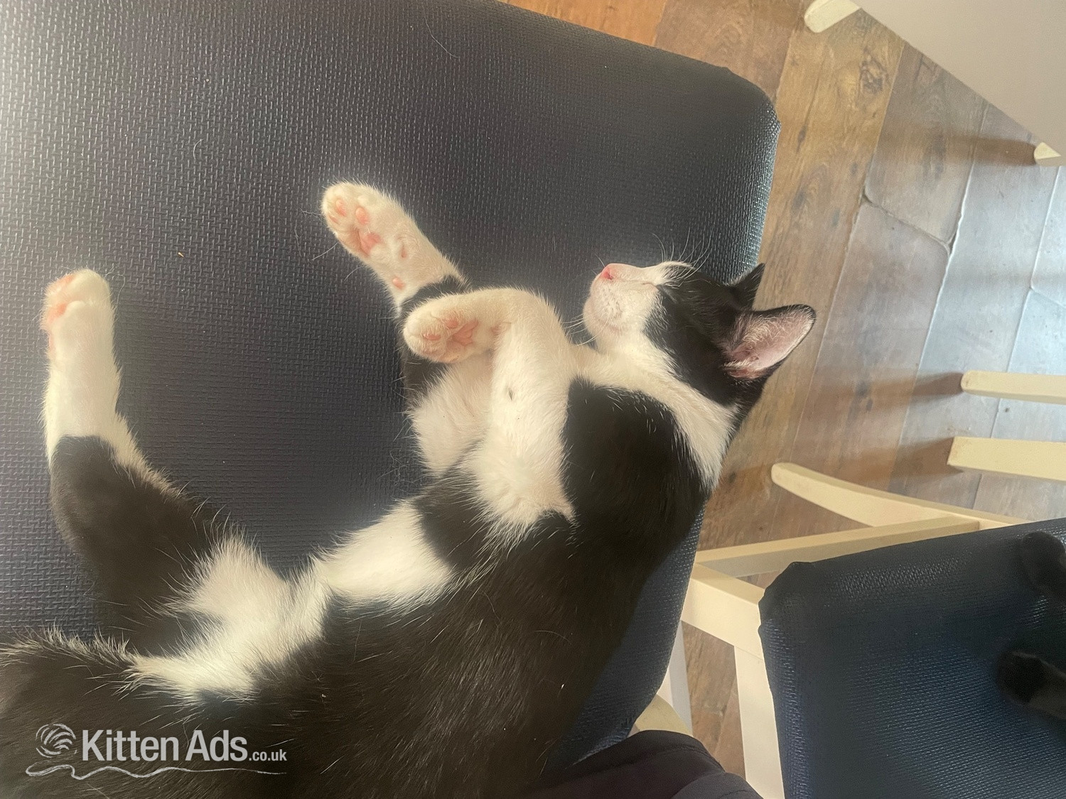 British Shorthair - Kittens for free 1 boy and 1 girl must go together