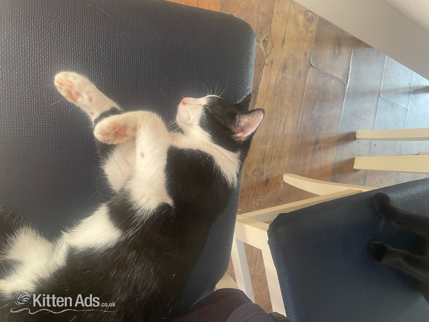 Kittens for free 1 boy and 1 girl must go together - British Shorthair